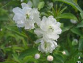 fotografie Zahradní květiny Cerasus Grandulosa bílá