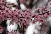 photo les fleurs du jardin Griotte, Tarte Cerise, Cerasus vulgaris, Prunus cerasus rose
