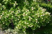 bilde Hage Blomster Button, Honning Bjeller, Honeyball, Knapp Selje, Cephalanthus hvit