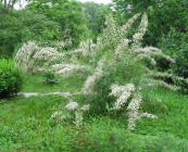 foto Have Blomster Tamarisk, Athel Træ, Salt Cedertræ, Tamarix hvid