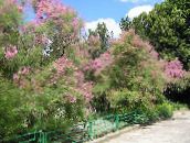 fotografija Vrtno Cvetje Tamariska, Athel Drevo, Sol Cedra, Tamarix roza