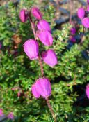 foto Flores do Jardim Heath Irlandês, St. Charneca De Dabeoc, Daboecia-cantabrica rosa