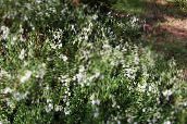 photo les fleurs du jardin Heath Irlandais, De St. La Santé De Dabeoc, Daboecia-cantabrica blanc