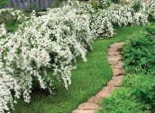 foto Flores do Jardim Deutzia branco