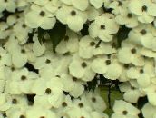 foto I fiori da giardino Kousa Corniolo, Sanguinello Cinese, Sanguinello Giapponese, Cornus-kousa bianco