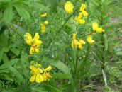 foto I fiori da giardino Scotch Scopa, Broomtops, Ginestra Comune, Ginestra Europeo, Scopa Irlandese, Sarothamnus giallo