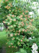 foto Have Blomster Kaprifolium, Lonicera-brownie rød