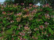 foto Flores do Jardim Madressilva Comum, Lonicera-periclymenum borgonha