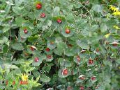 foto I fiori da giardino Giallo Caprifoglio Vite, Lonicera prolifera rosso