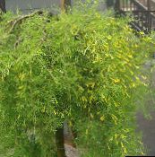 снимка Градински цветове Peashrub, Caragana жълт