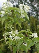 foto Flores de jardín Bladdernut Americano, Staphylea blanco