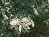 fotografija Vrtno Cvetje Sladka Paprika Bush, Summersweet, Clethra bela