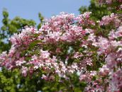 fotografie Zahradní květiny Krása Bush, Kolkwitzia růžový