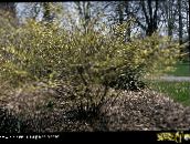 foto Gartenblumen Winterhaselnussstrauch, Corylopsis gelb