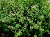 zdjęcie Ogrodowe Kwiaty Pięciornik, Pięciornik Krzewiasta, Pentaphylloides, Potentilla fruticosa biały