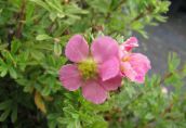 foto Flores de jardín Cinquefoil, Cinquefoil Arbustiva, Pentaphylloides, Potentilla fruticosa rosa