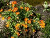 foto Flores de jardín Cinquefoil, Cinquefoil Arbustiva, Pentaphylloides, Potentilla fruticosa naranja