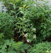 fotografie Záhradné kvety Biela Zlatovka, Kórejčina Abelia, Abelia coreana biely