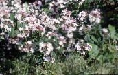 fotografie Záhradné kvety Biela Zlatovka, Kórejčina Abelia, Abelia coreana biely