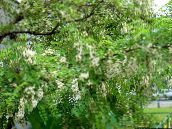 fotografie Zahradní květiny False Acaciaia, Robinia-pseudoacacia bílá