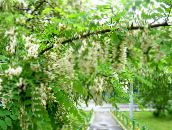 foto Vrtne Cvjetovi Lažna Acaciaia, Robinia-pseudoacacia bijela