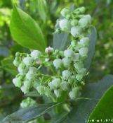 foto Have Blomster Maleberry, Lyonia hvid