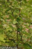 bilde Hage Blomster Oleaster, Kirsebær Silverberry, Goumi, Sølv Buffaloberry, Elaeagnus gul
