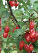 bilde Hage Blomster Oleaster, Kirsebær Silverberry, Goumi, Sølv Buffaloberry, Elaeagnus gul