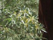 foto Gartenblumen Oleaster, Kirsche Silver, Goumi, Silver Buffalo, Elaeagnus gelb