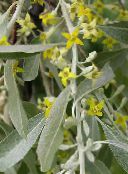 foto Flores do Jardim Oleaster, Silverberry Cereja, Goumi, Buffaloberry Prata, Elaeagnus amarelo