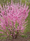 fotografie Gradina Flori Dublu Cireșe Înflorire, Înflorire Migdale, Louiseania, Prunus triloba roz