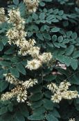foto Have Blomster Asiatic Yellowwood, Amur Maackia hvid