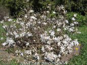 fotografie Záhradné kvety Magnólie, Magnolia biely
