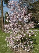 foto Flores de jardín Magnolia rosa