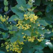 zdjęcie Ogrodowe Kwiaty Oregon Winogron, Moszczu Ostrokrzew Oregon, Ostrokrzew Liściach Berberysu, Mahonia żółty