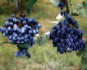 foto Aed Lilled Oregon Viinamari, Oregon Viinamarja Holly, Holly Endiivia Marja, Mahonia tumesinine