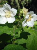 zdjęcie Ogrodowe Kwiaty Fioletowo-Kwitnienia Malin, Thimbleberry, Rubus biały