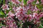 снимка Градински цветове Бадем, Amygdalus розов