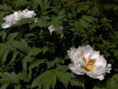 foto Aed Lilled Puu Pojengi, Paeonia-suffruticosa valge