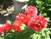 foto Dārza Ziedi Koku Peonija, Paeonia-suffruticosa sarkans