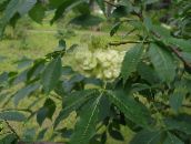 foto Flores do Jardim Árvore Hop, Fedendo Cinza, Cinza Wafer, Ptelea trifoliata verde