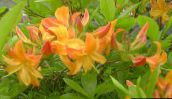 foto Flores do Jardim Azáleas, Pinxterbloom, Rhododendron laranja