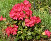 fénykép Kerti Virágok Azálea, Pinxterbloom, Rhododendron piros