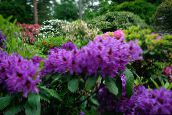 foto Tuin Bloemen Azalea's, Pinxterbloom, Rhododendron purple
