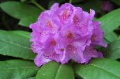 fénykép Kerti Virágok Azálea, Pinxterbloom, Rhododendron halványlila