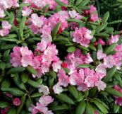 zdjęcie Ogrodowe Kwiaty Azalie, Pinxterbloom, Rhododendron różowy