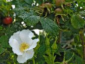 білий Троянда Зморшкувата (Троянда Ругоза)