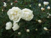 photo les fleurs du jardin Rose blanc