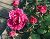 снимка Градински цветове Роза, rose розов