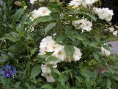 photo les fleurs du jardin Polyantha Rose, Rosa polyantha blanc